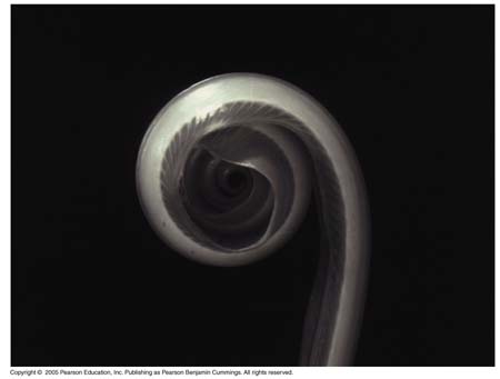 01_01-BirdsNestFern_UP