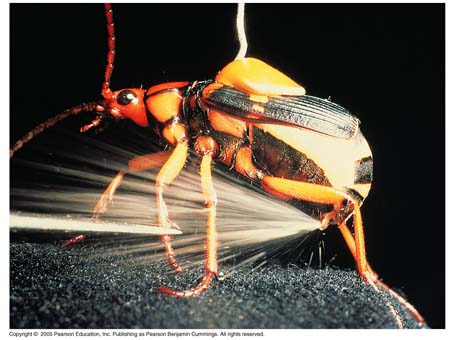 02_01BombardierBeetle_UP