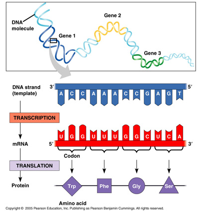 gene-flow