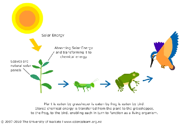 food_chain_energy-002810029