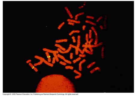 15_01TaggedGene
