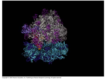 17_01Ribosome