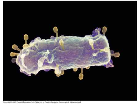 18_01T4PhageEColi