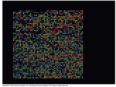 20_01DNAMicroarray