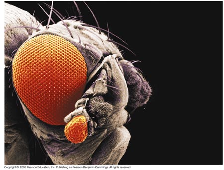 21_01MutantDrosophila