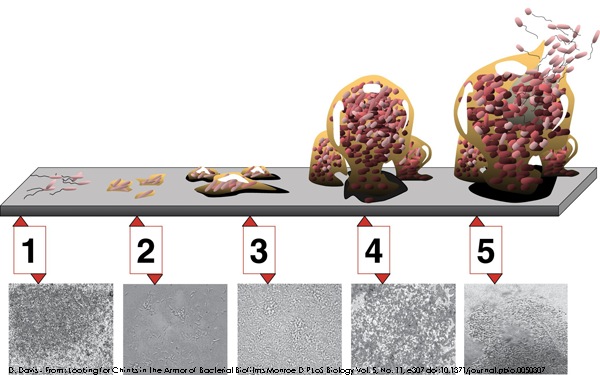 biofilm-for-website