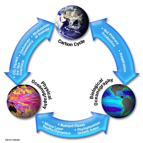 carbon-cycle